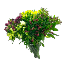 Alstroemeria gemengd